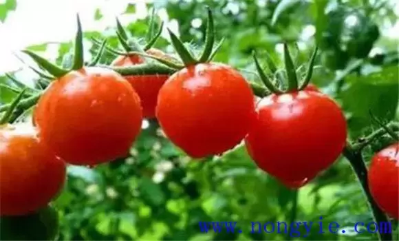 番茄畸形果的原因是什么 番茄畸形果的原因是什么