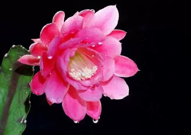 令箭荷花的养殖方法-令箭荷花图片 令箭荷花的养殖方法-令箭荷花图片
