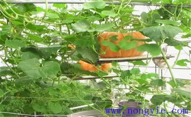 南瓜种植需要哪些条件 南瓜种植需要哪些条件