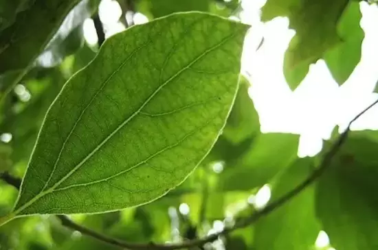 叶片革质有什么用 叶片革质有什么用