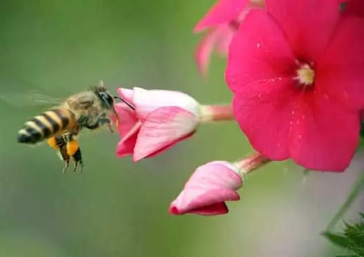 盗蜂的起因和防治 盗蜂的起因和防治