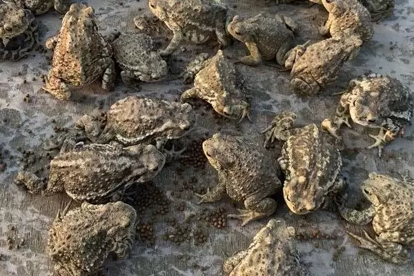 养殖蟾蜍需要办理什么手续,需申请办理《野生动物驯养繁殖许可证》 养殖蟾蜍需要办理什么手续,需申请办理《野生动物驯养繁殖许可证》