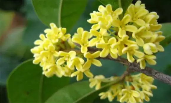 四季桂什么时候开花? 四季桂什么时候开花?