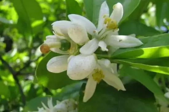 橙花的花语 橙花的花语