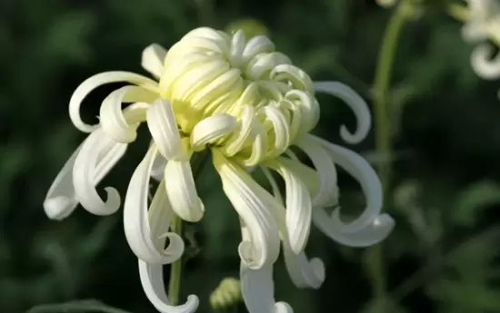 冬天怎么养护和修剪菊花:留根存芽,修剪别留手 冬天怎么养护和修剪菊花:留根存芽,修剪别留手