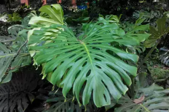 什么植物晚上释放氧气 什么植物晚上释放氧气