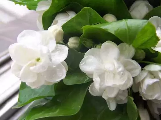 家庭茉莉花怎么养? 家庭茉莉花怎么养?