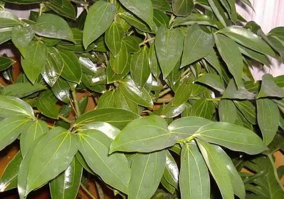 平安树-有关平安树的资料 平安树-有关平安树的资料