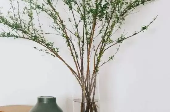 干支雪柳适合什么季节养 干支雪柳适合什么季节养