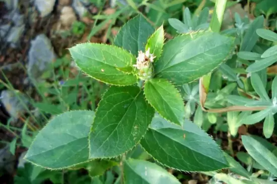 双子叶植物叶片的结构特点 双子叶植物叶片的结构特点