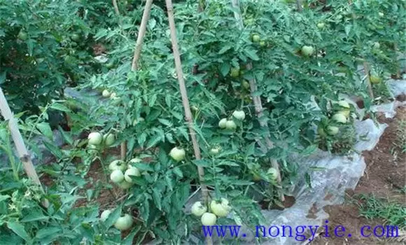 番茄定植注意事项有哪些