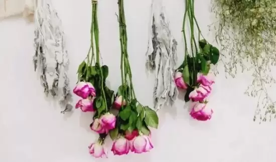 哪些花可以做干花,干花的制作方法 哪些花可以做干花,干花的制作方法