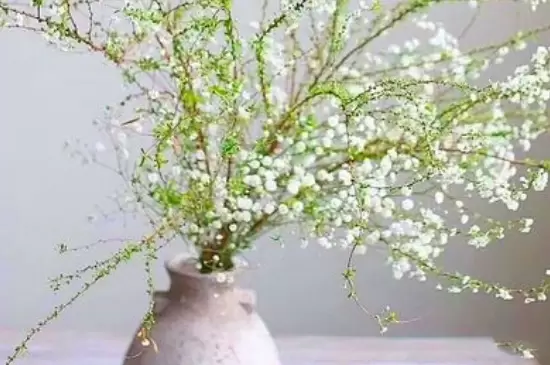 干支雪柳适合什么季节养 干支雪柳适合什么季节养