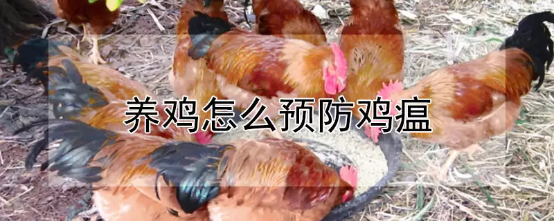 养鸡怎么预防鸡瘟 养鸡怎么预防鸡瘟