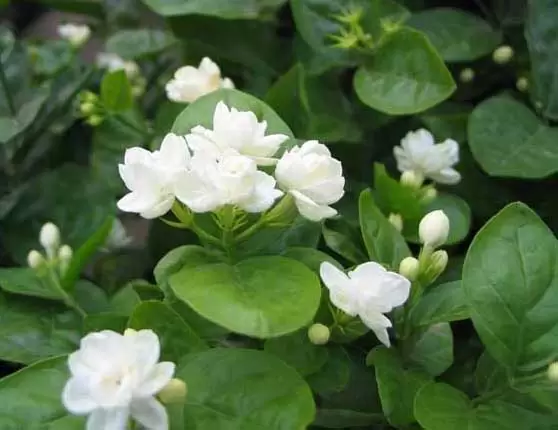 家庭茉莉花怎么养? 家庭茉莉花怎么养?