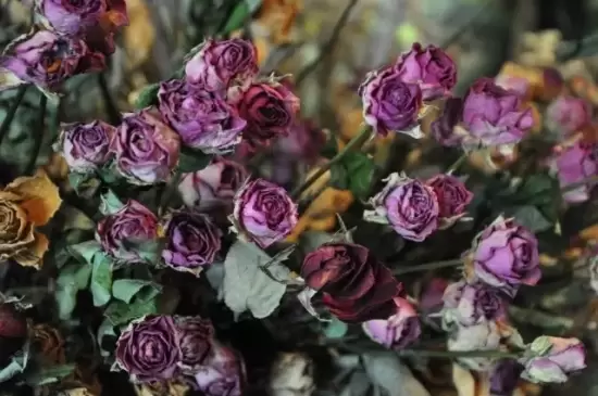 哪些花可以做干花,干花的制作方法 哪些花可以做干花,干花的制作方法