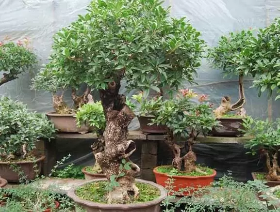 桂花的养殖方法 桂花的养殖方法