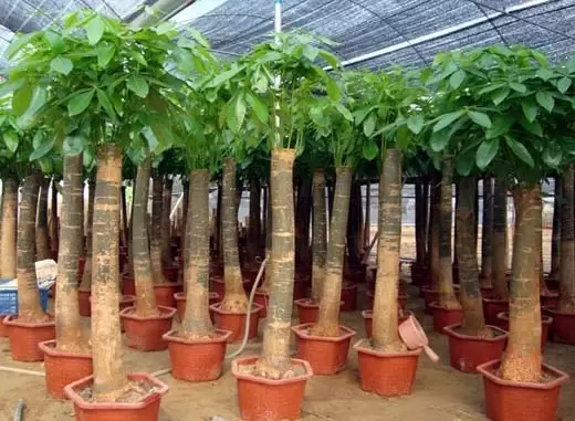 发财树种植和养护管理技术 发财树种植和养护管理技术