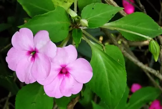 凤仙花栽培技术 凤仙花栽培技术