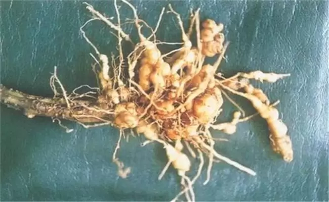 南瓜根结线虫病的发病原因是什么?如何防治? 南瓜根结线虫病的发病原因是什么?如何防治?