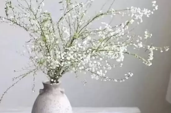 干支雪柳能开花吗 干支雪柳能开花吗
