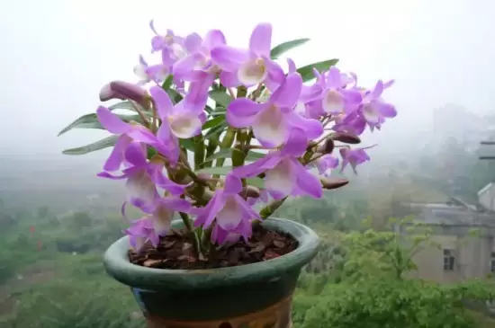 兰草花品种 兰草花品种