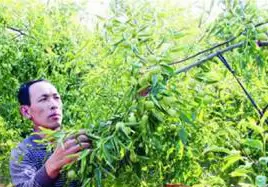 冬枣树形主要有哪四种 冬枣树形主要有哪四种
