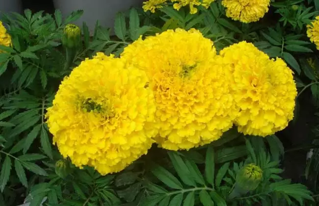 常见的一年生花卉有哪些 常见的一年生花卉有哪些
