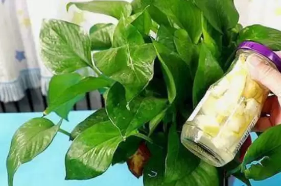 橙子皮水适合浇什么花 橙子皮水适合浇什么花