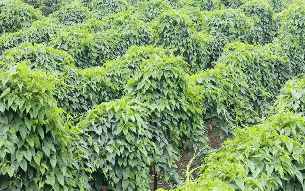 中国最大的山药种植基地的哪里? 中国最大的山药种植基地的哪里?