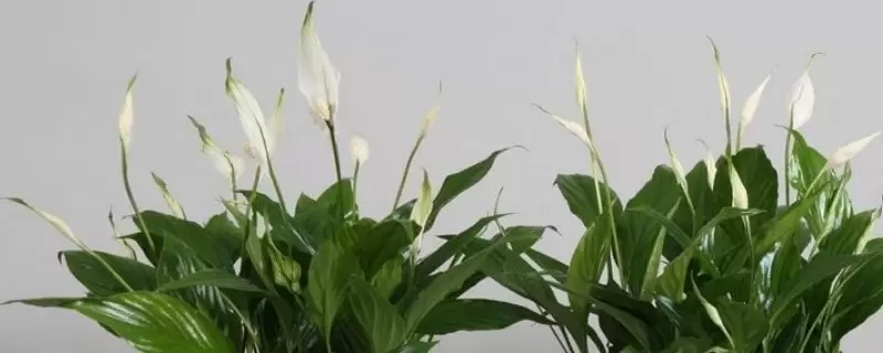 喜阴的植物 喜阴的植物