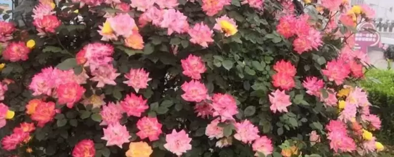 幸福香花的养殖方法 幸福香花的养殖方法