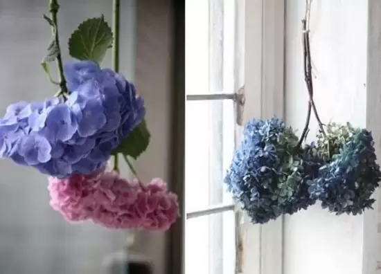 哪些花可以做干花,干花的制作方法 哪些花可以做干花,干花的制作方法