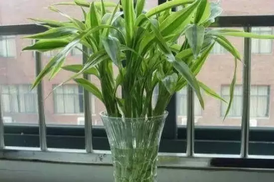 十大吉利招财的花 十大吉利招财的花