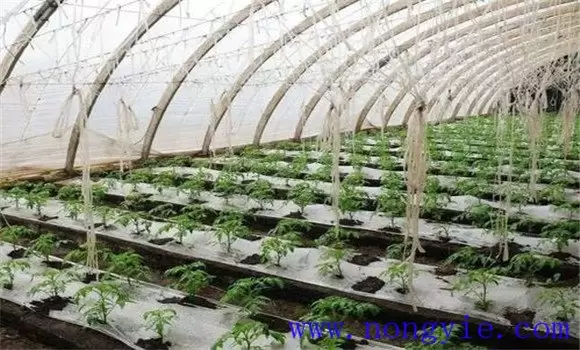 如何掌握大棚番茄种植高产技术 如何掌握大棚番茄种植高产技术