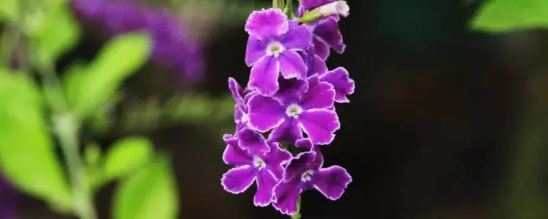 巧克力花的养殖方法和注意事项 巧克力花的养殖方法和注意事项