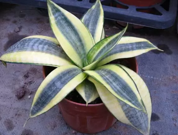 吸甲醛的植物有哪些? 吸甲醛的植物有哪些?