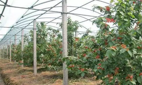 夏季大棚樱桃管理技术的四个注意事项 夏季大棚樱桃管理技术的四个注意事项