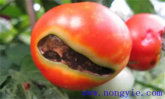 番茄筋腐病防治方法 番茄筋腐病防治方法