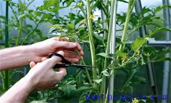 番茄整枝方式、方法,番茄整枝打杈方法 番茄整枝方式、方法,番茄整枝打杈方法