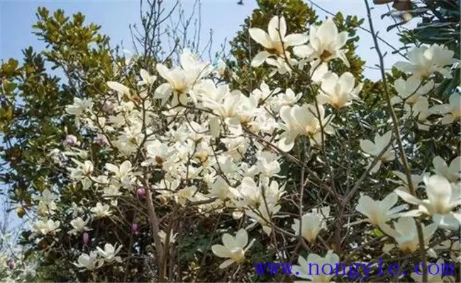 广玉兰的生态习性 广玉兰的生态习性