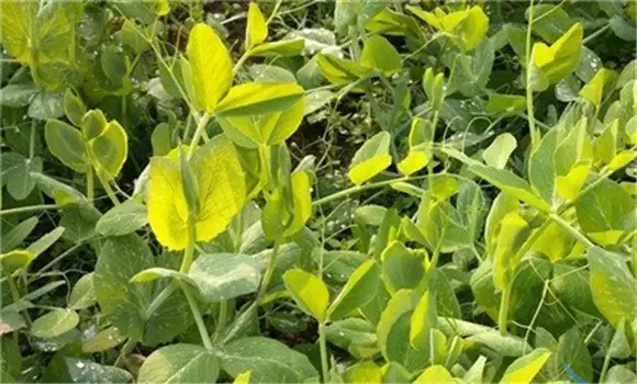 荷兰豆栽培技术 荷兰豆栽培技术