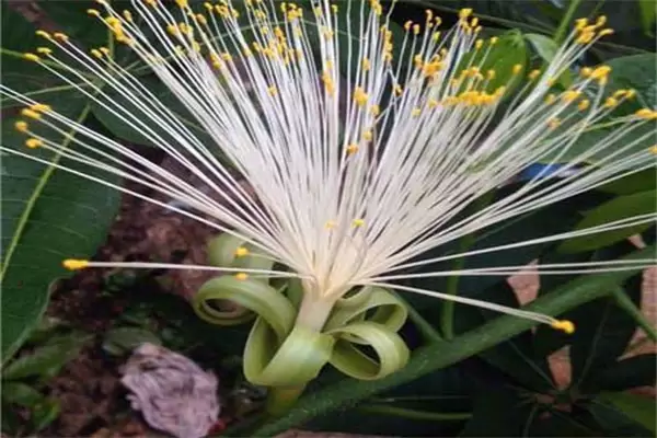 发财树会开花吗?发财树开花是什么预兆 发财树会开花吗?发财树开花是什么预兆