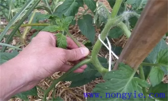 番茄整枝方式、方法,番茄整枝打杈方法 番茄整枝方式、方法,番茄整枝打杈方法