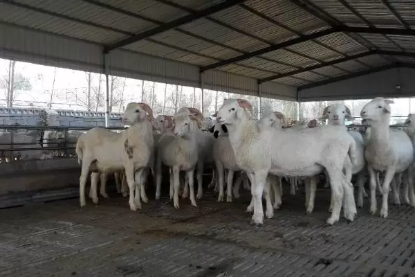 养殖肉羊怎么亏本的,赔钱的原因 养殖肉羊怎么亏本的,赔钱的原因
