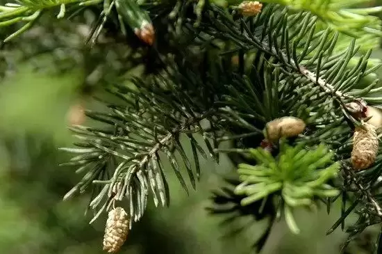 云杉是针叶林还是阔叶林 云杉是针叶林还是阔叶林