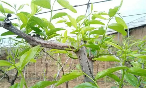 冬枣树形主要有哪四种 冬枣树形主要有哪四种