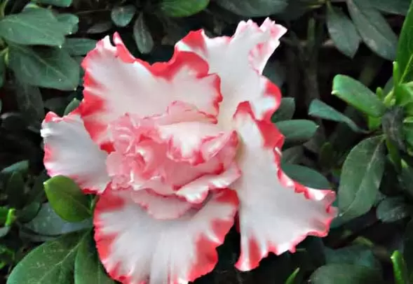 杜鹃花什么时候开花? 杜鹃花什么时候开花?