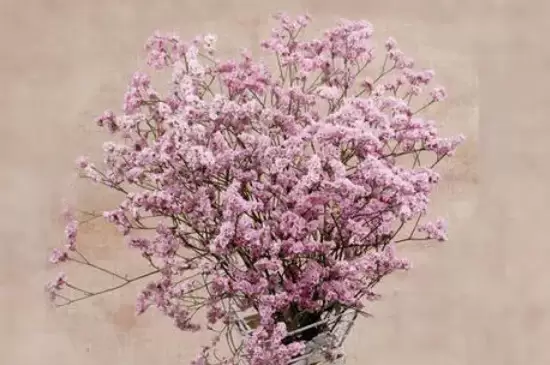 干花是什么
