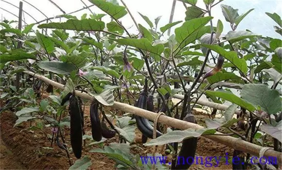 夏茄子定植后怎样浇水 夏茄子定植后怎样浇水